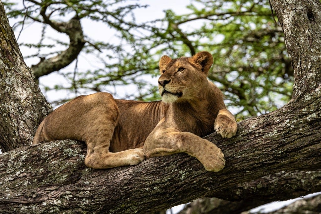 3 days Ishasha tree climbing lions queen Elizabeth park Uganda safari